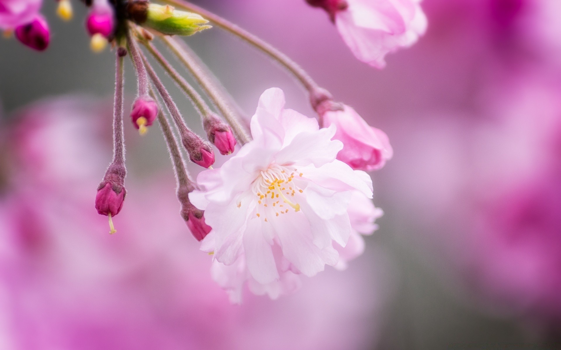 printemps fleur nature flore jardin bluming pétale été floral feuille cerise saison lumineux branche couleur arbre beau flou copain délicat