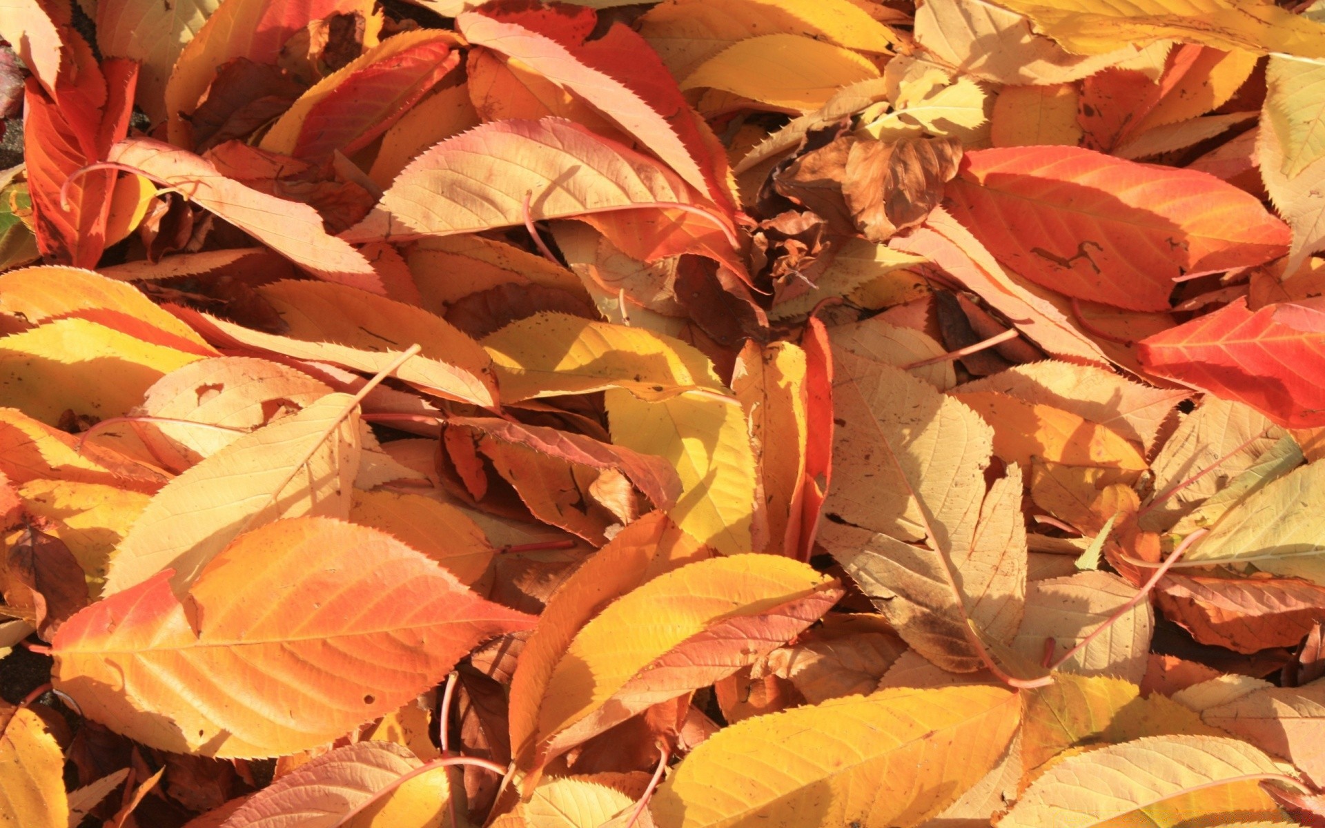 otoño hoja otoño naturaleza color flora al aire libre temporada escritorio muchos textura