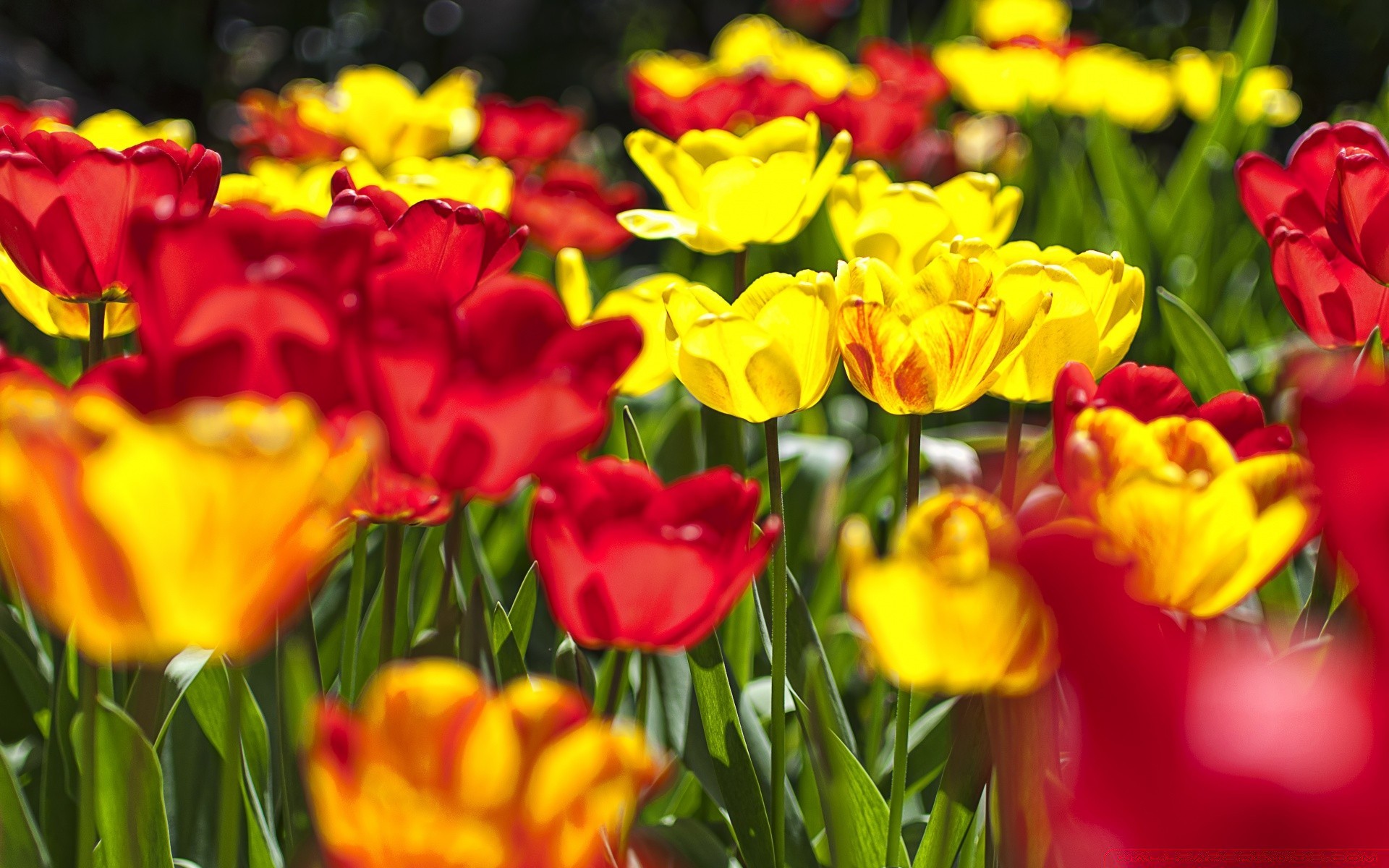 primavera tulipa natureza jardim flor folha flora brilhante floral verão páscoa cor campo temporada pétala crescimento bom tempo parque blooming brilhante