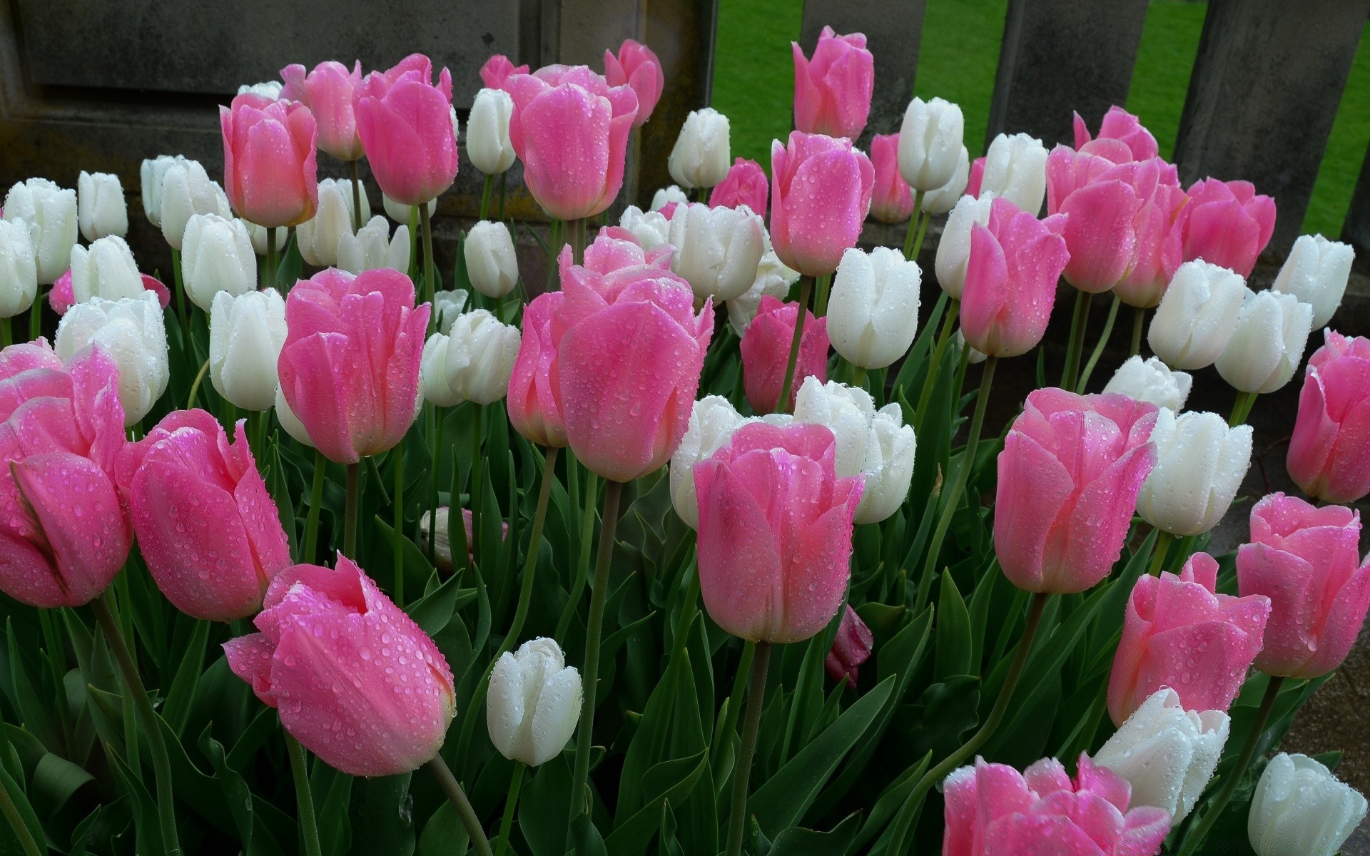 bahar lale çiçek bahçe doğa buket yaprak çiçek flora taçyaprağı yaz çiçek açan renk paskalya park alan küme parlak