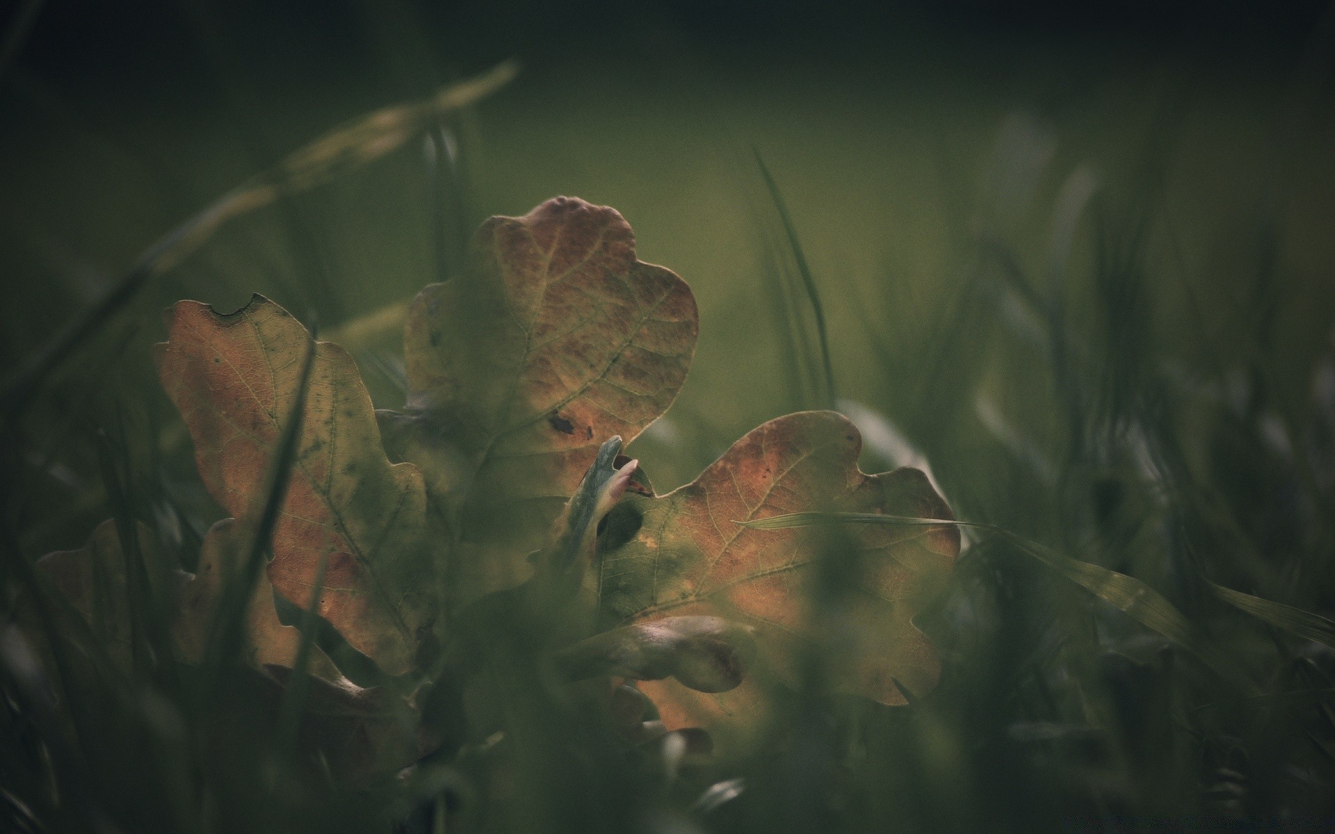 autumn leaf light nature water blur fall dawn color flora tree outdoors backlit food wood environment sun desktop landscape garden