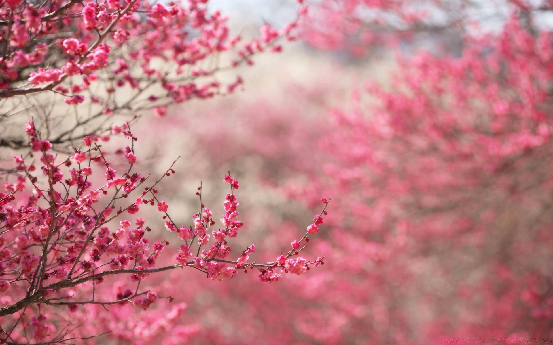 printemps cerise arbre branche fleur nature flore saison couleur jardin lumineux feuille à l extérieur croissance parc bluming gros plan hiver