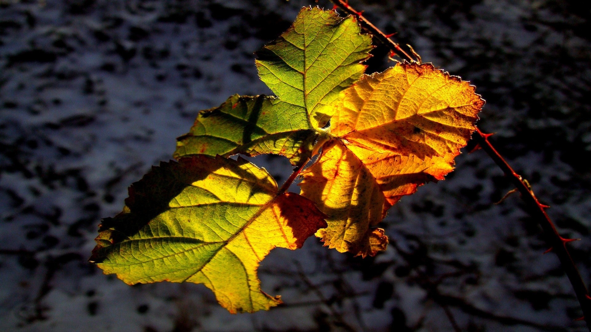 autunno foglia autunno natura flora acero luce albero colore stagione luminoso desktop all aperto legno primo piano bel tempo sole parco struttura bella