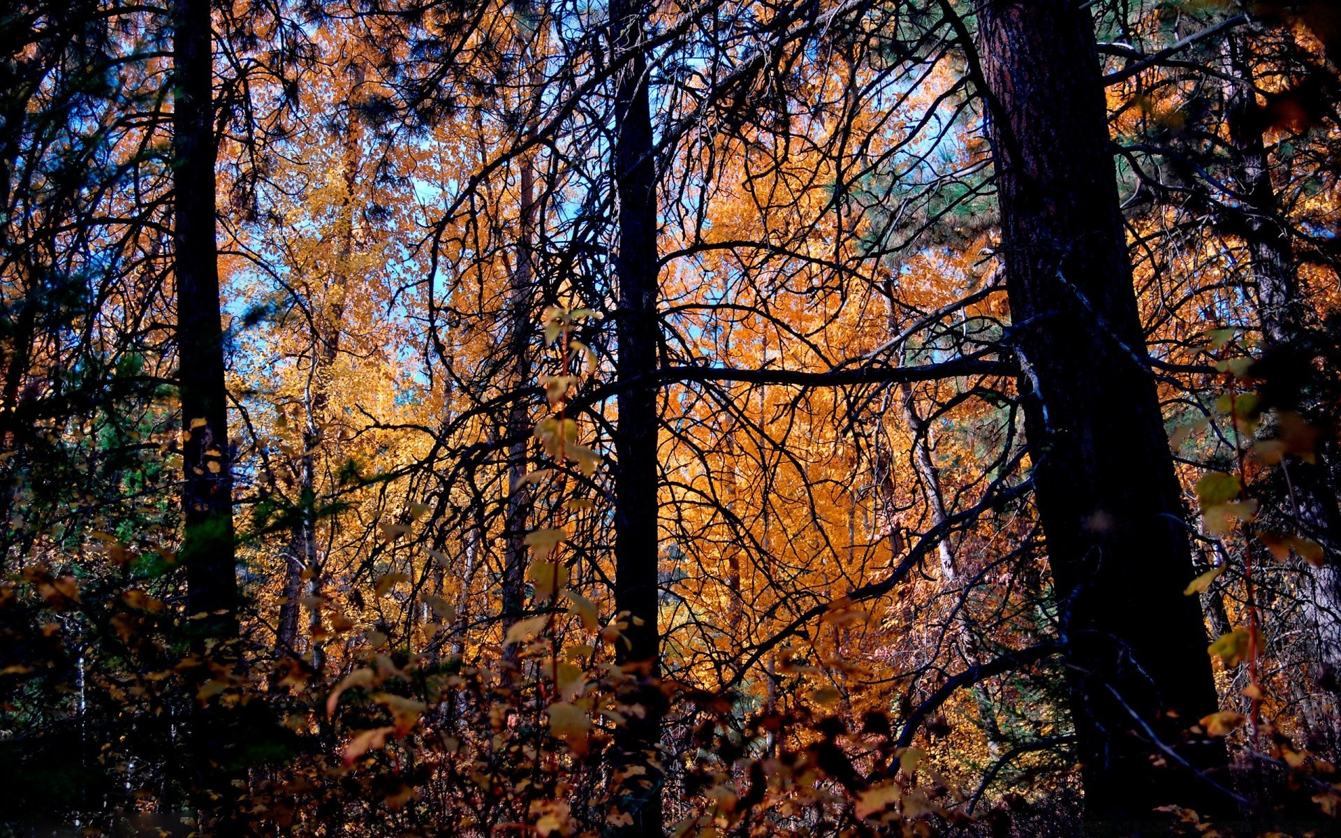 autunno autunno albero legno foglia natura paesaggio stagione bel tempo parco all aperto alba ramo ambiente scenico oro nebbia sole