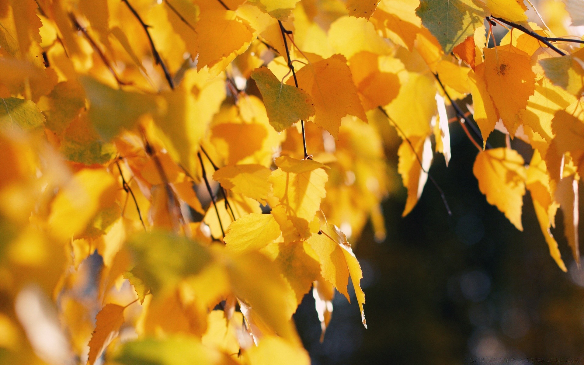 herbst herbst blatt natur baum saison im freien flora farbe unschärfe hell gold ahorn zweig gutes wetter holz blume licht garten