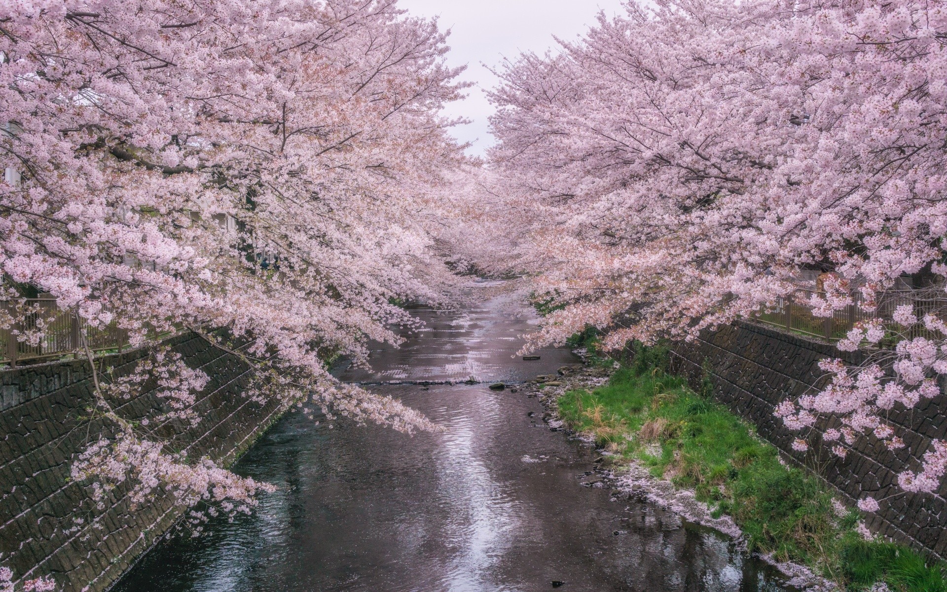 primavera árvore temporada paisagem natureza cereja flor ramo parque flora primavera ao ar livre folha cena inverno água bela jardim cênica madeira