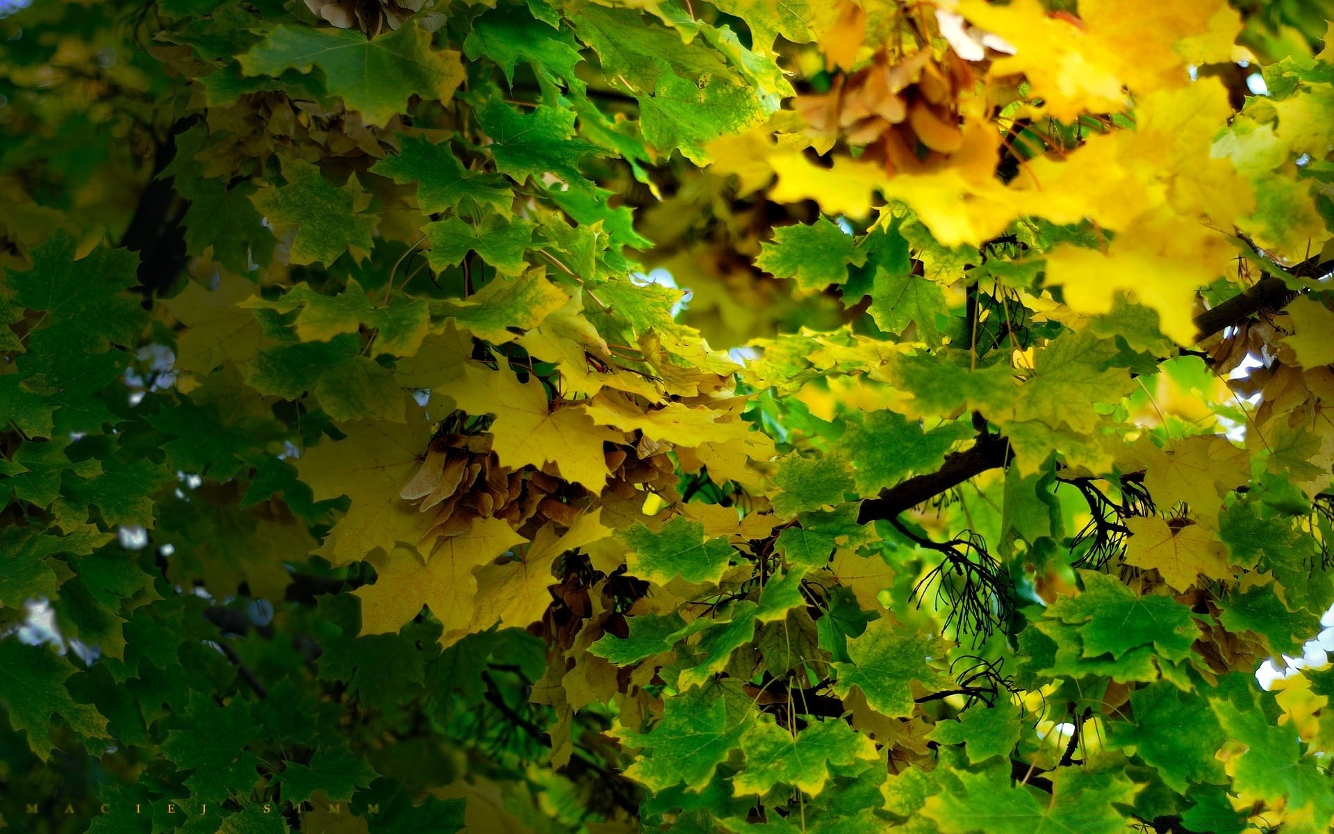 automne feuille automne nature lumineux croissance à l extérieur beau temps bois bois flore luxuriante soleil érable saison bureau couleur été branche