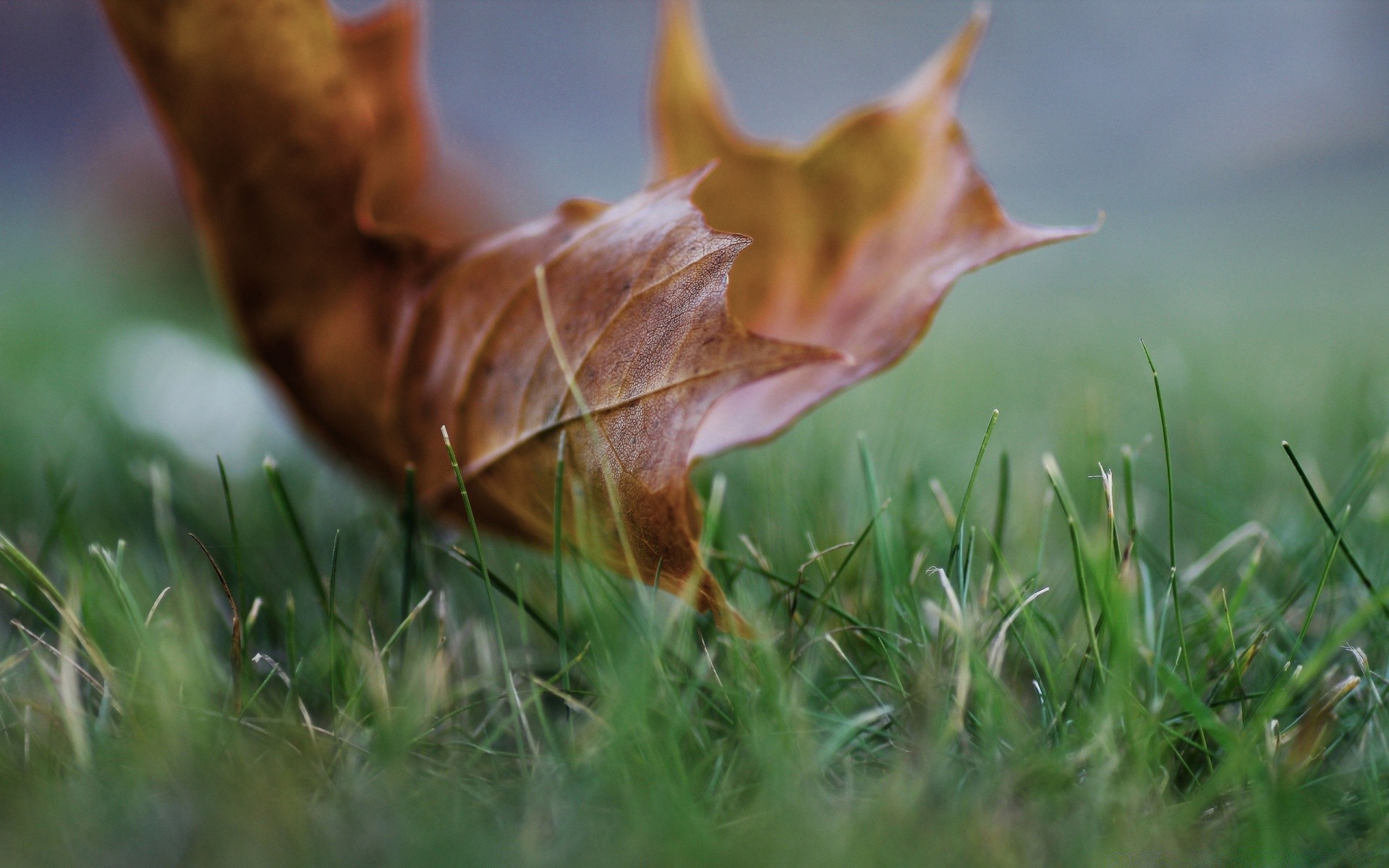 autumn nature grass outdoors leaf summer fall field hayfield wood park flora