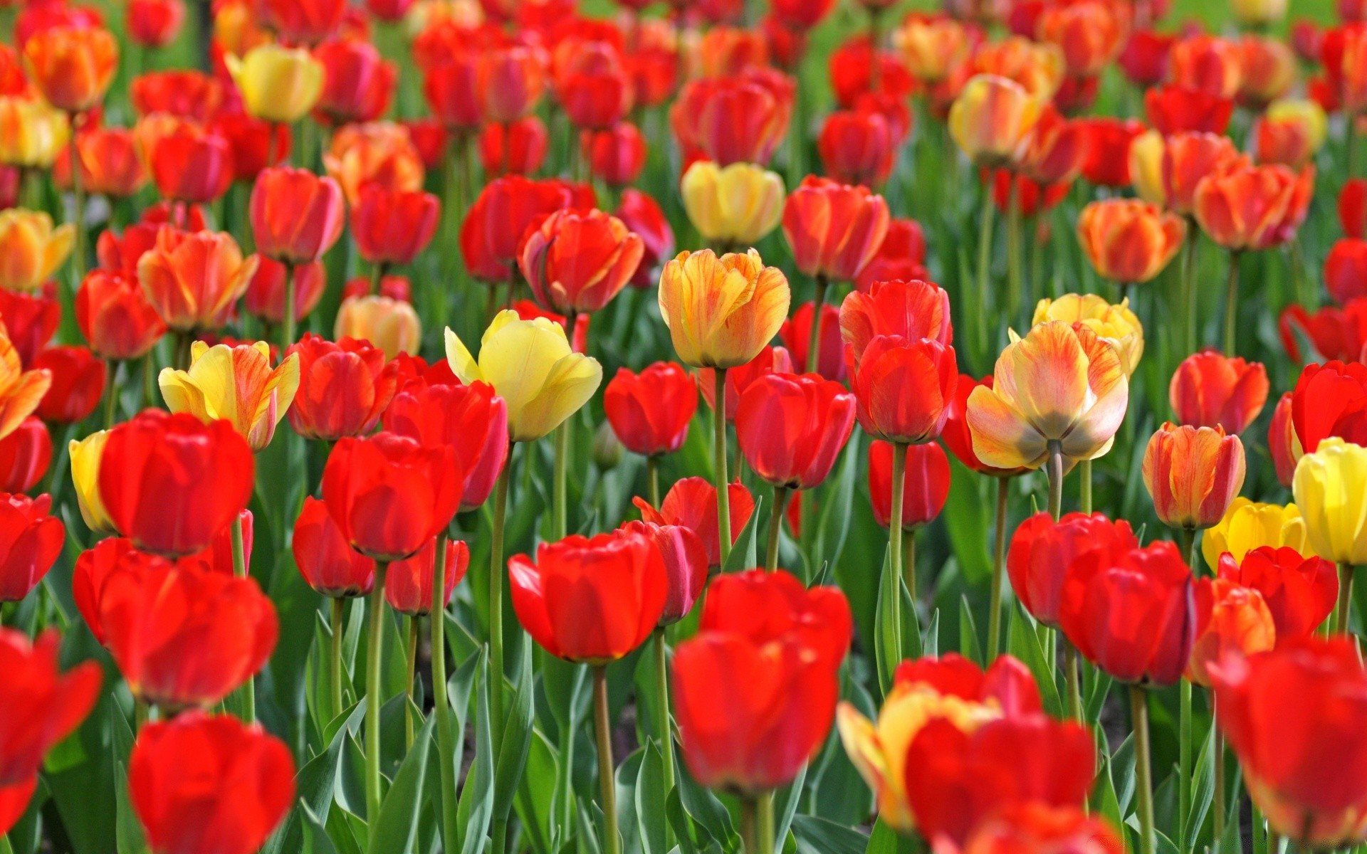 wiosna tulipan natura flora ogród kwiat liść kwiatowy jasne pole lato płatek kolor jasny sezon bluming wzrost wielkanoc dobra pogoda na zewnątrz