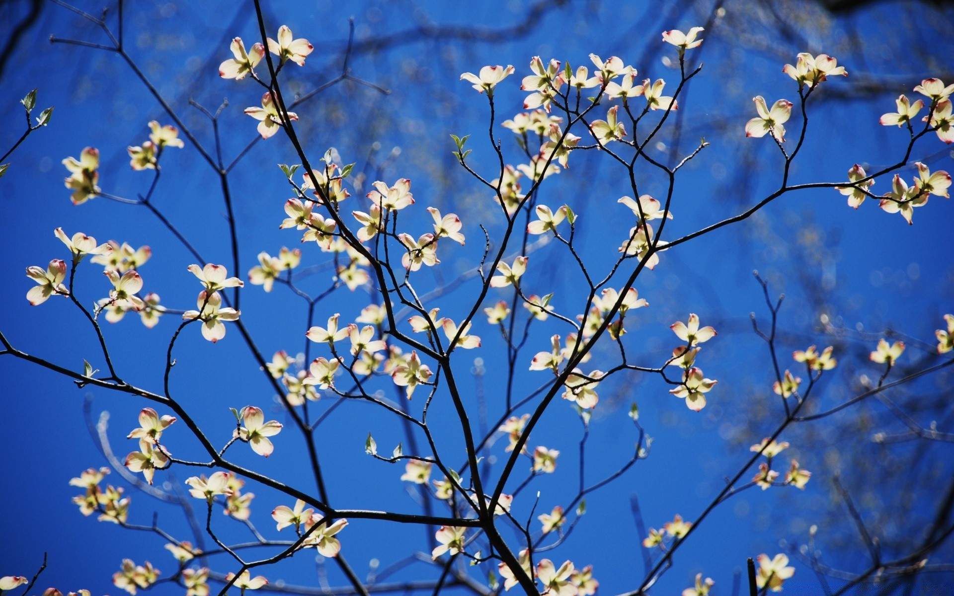 spring branch tree flower cherry flora nature season growth bright leaf blooming park color floral bud fair weather sunny garden outdoors