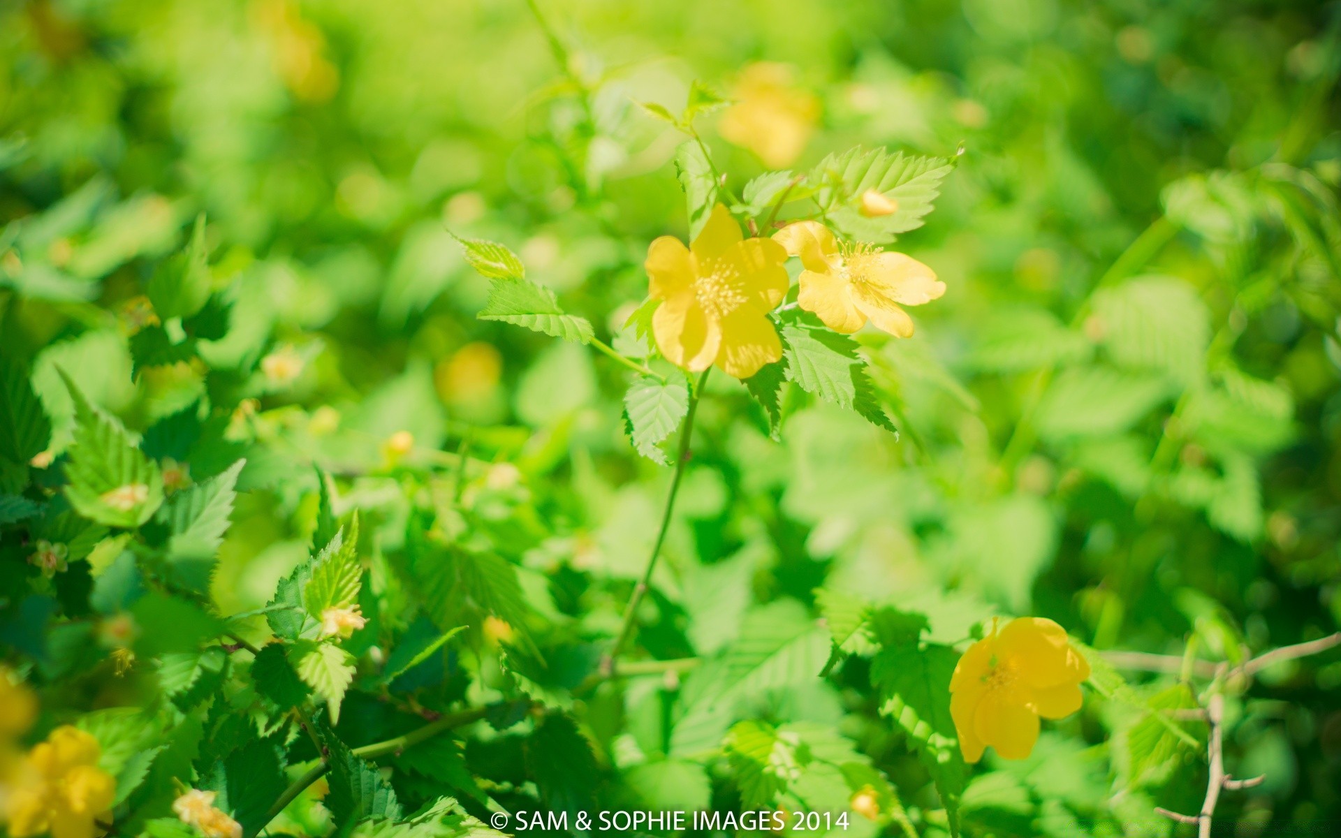 spring leaf nature growth summer flora fair weather outdoors flower garden agriculture bright grass rural field pasture season