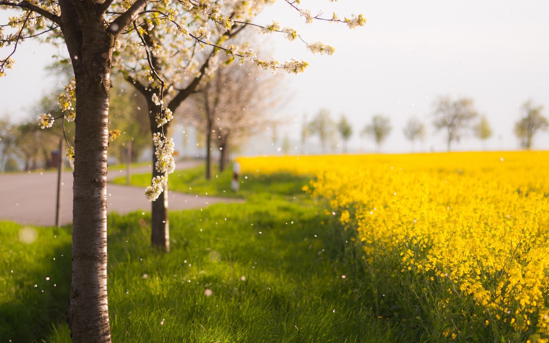 spring landscape nature tree field flower grass sun rural fair weather countryside dawn outdoors season summer scenic flora