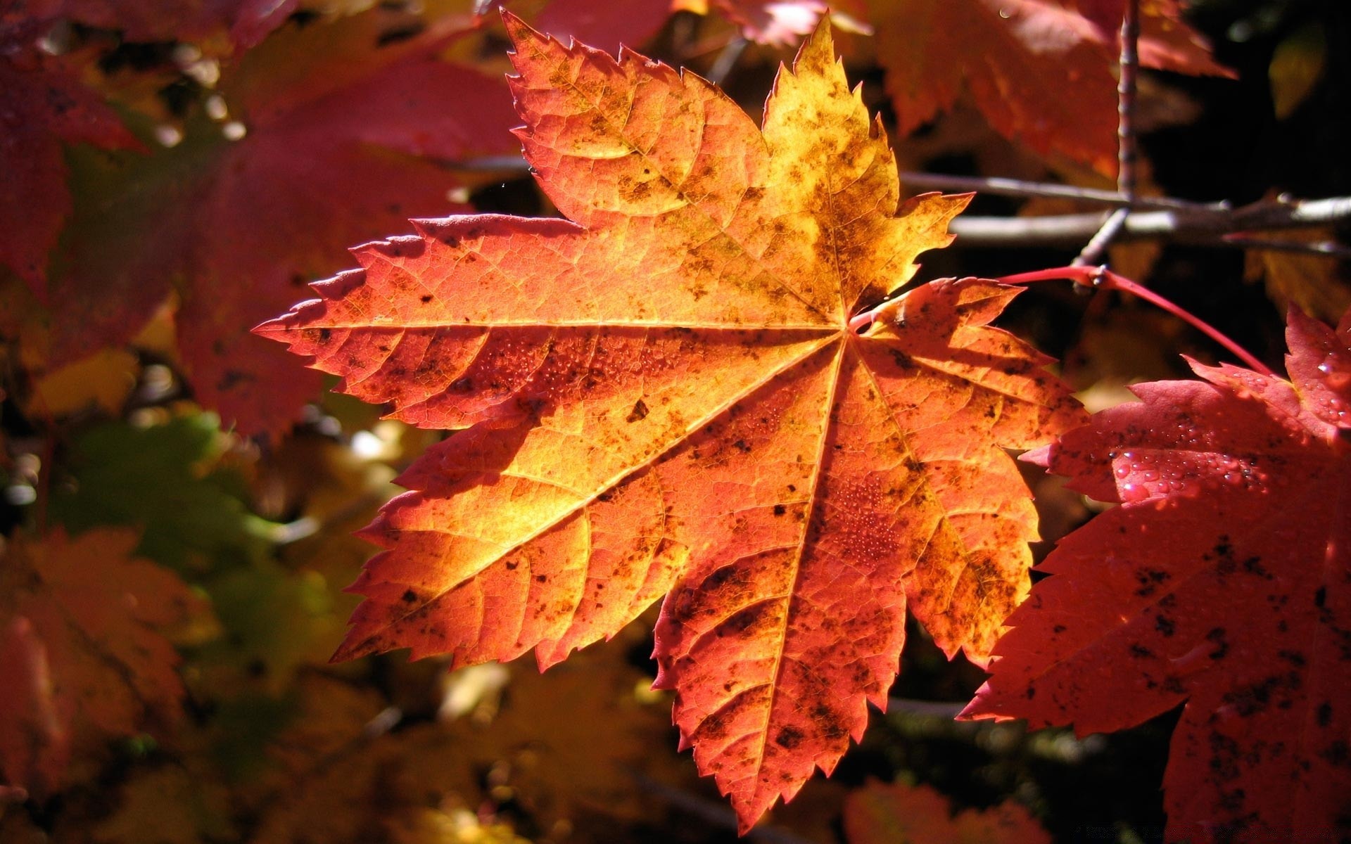 autunno foglia autunno maple natura che cambia vivid outdoor stagione flora colore lussureggiante albero del ringraziamento