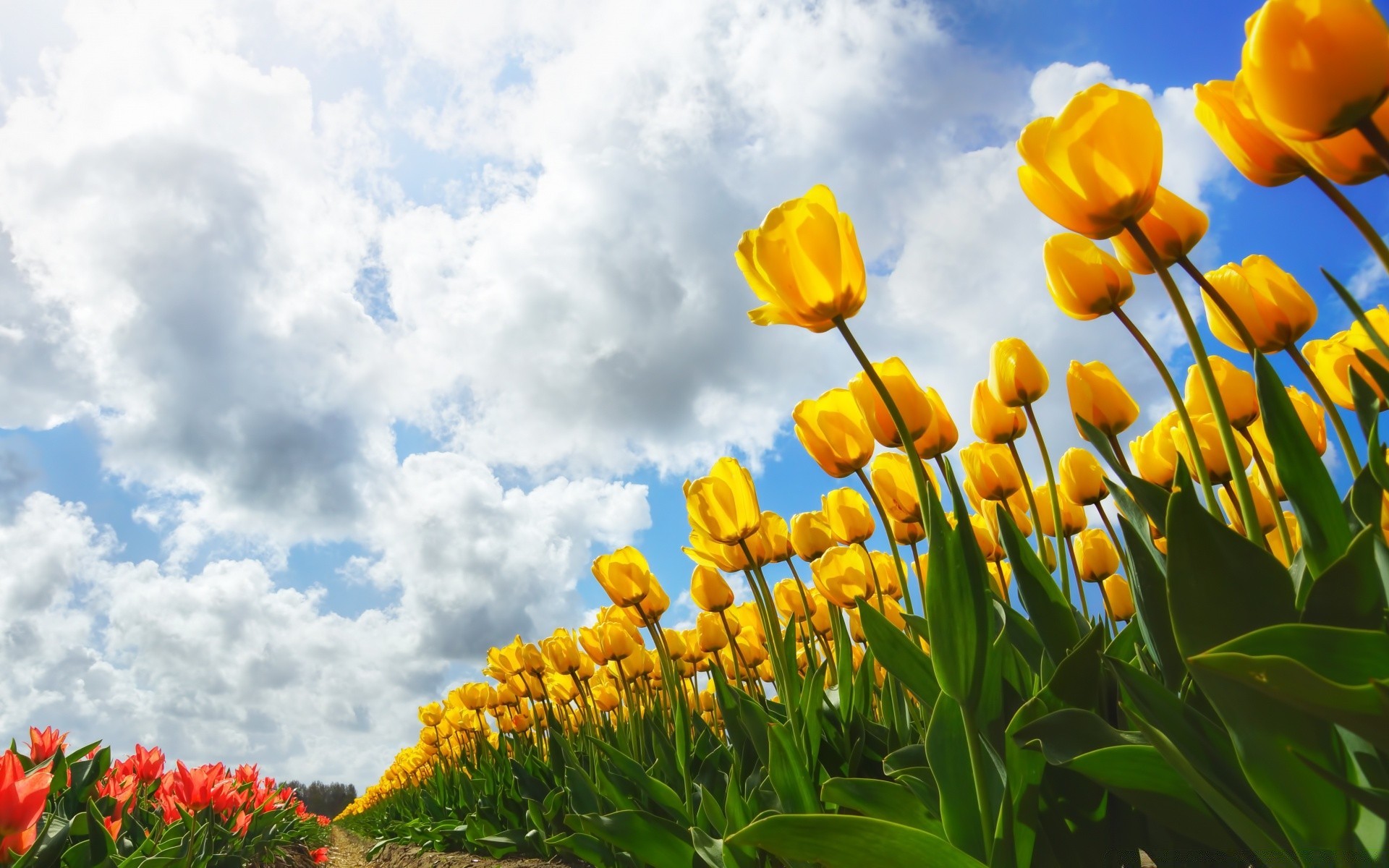 primavera fiore natura flora foglia estate giardino floreale stagione luminoso tulipano campo bel tempo crescita all aperto colore erba fioritura sole petalo