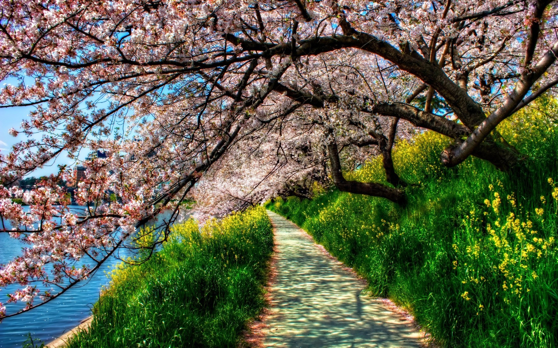 frühling baum landschaft zweig natur saison park flora blatt blume landschaftlich im freien szene guide wachstum holz landschaft weg spektakel kirsche garten