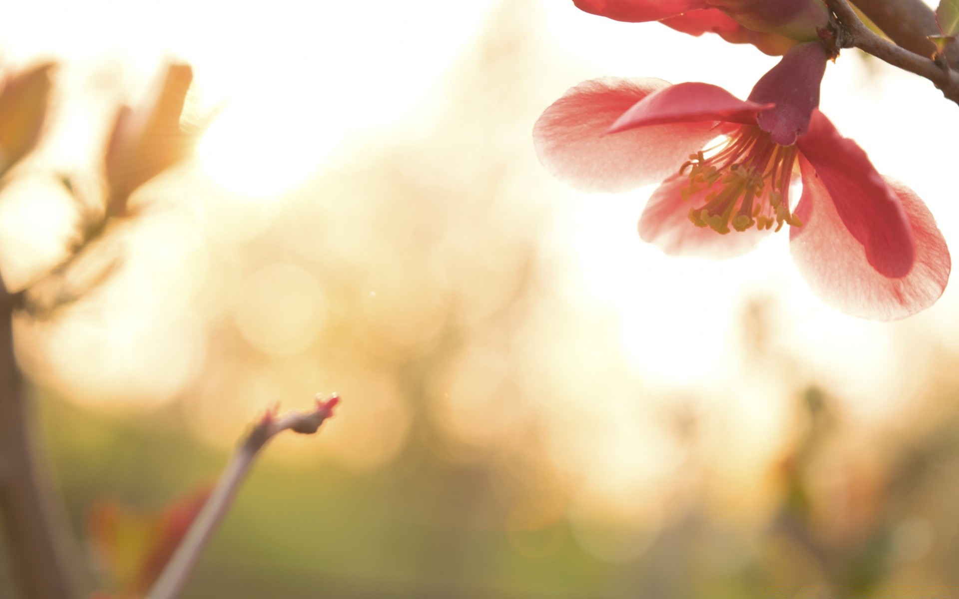 primavera flor desenfoque naturaleza dof árbol al aire libre buen tiempo verano luz sol hoja delicado flora jardín pétalo manzana naturaleza muerta