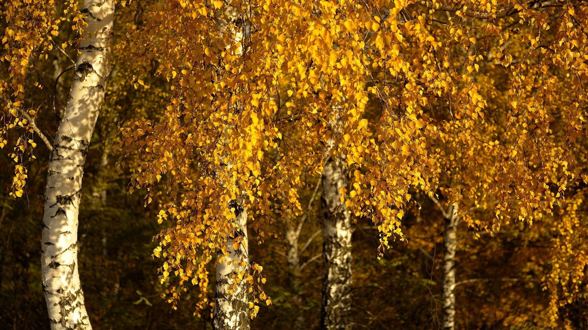 otoño otoño hoja árbol madera naturaleza escritorio temporada al aire libre flora corteza crecimiento textura rama brillante color patrón oro