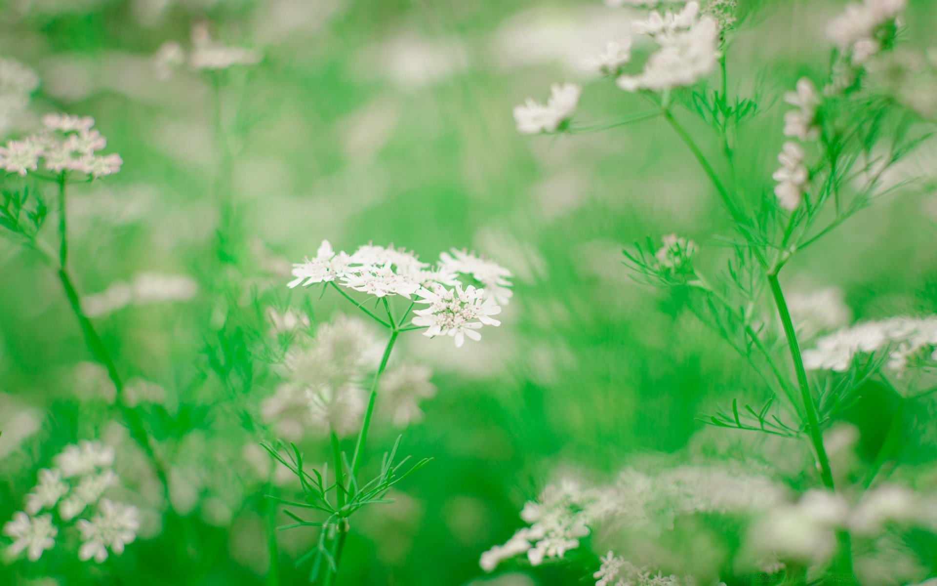 printemps nature feuille flore herbe été fleur croissance jardin saison environnement extérieur écologie champ foin lumineux soleil rural floral fraîcheur