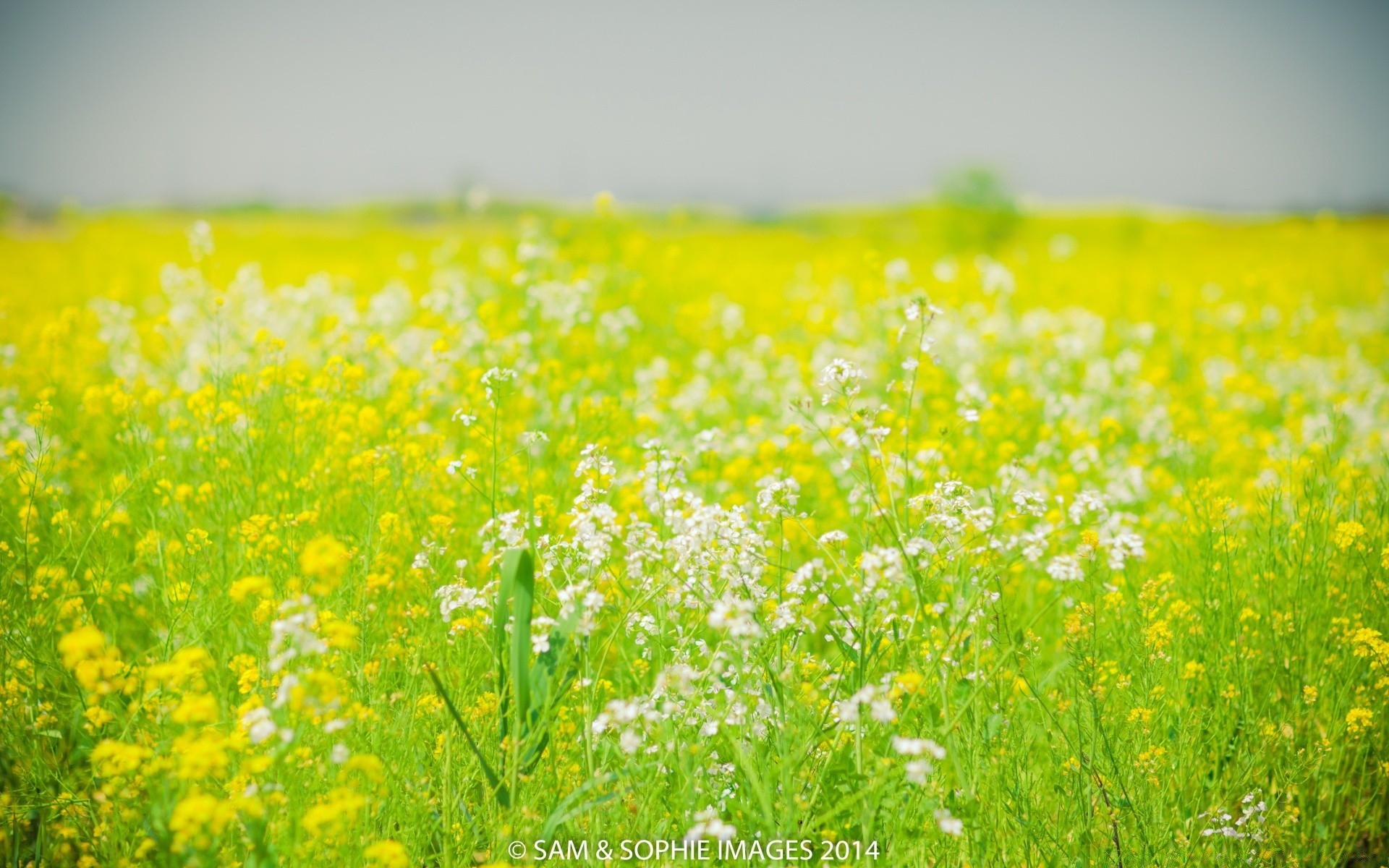 frühling feld blume heuernte natur des ländlichen landwirtschaft gras sommer flora landschaft im freien landschaft gutes wetter bauernhof wachstum sonne ernte medium himmel idylle