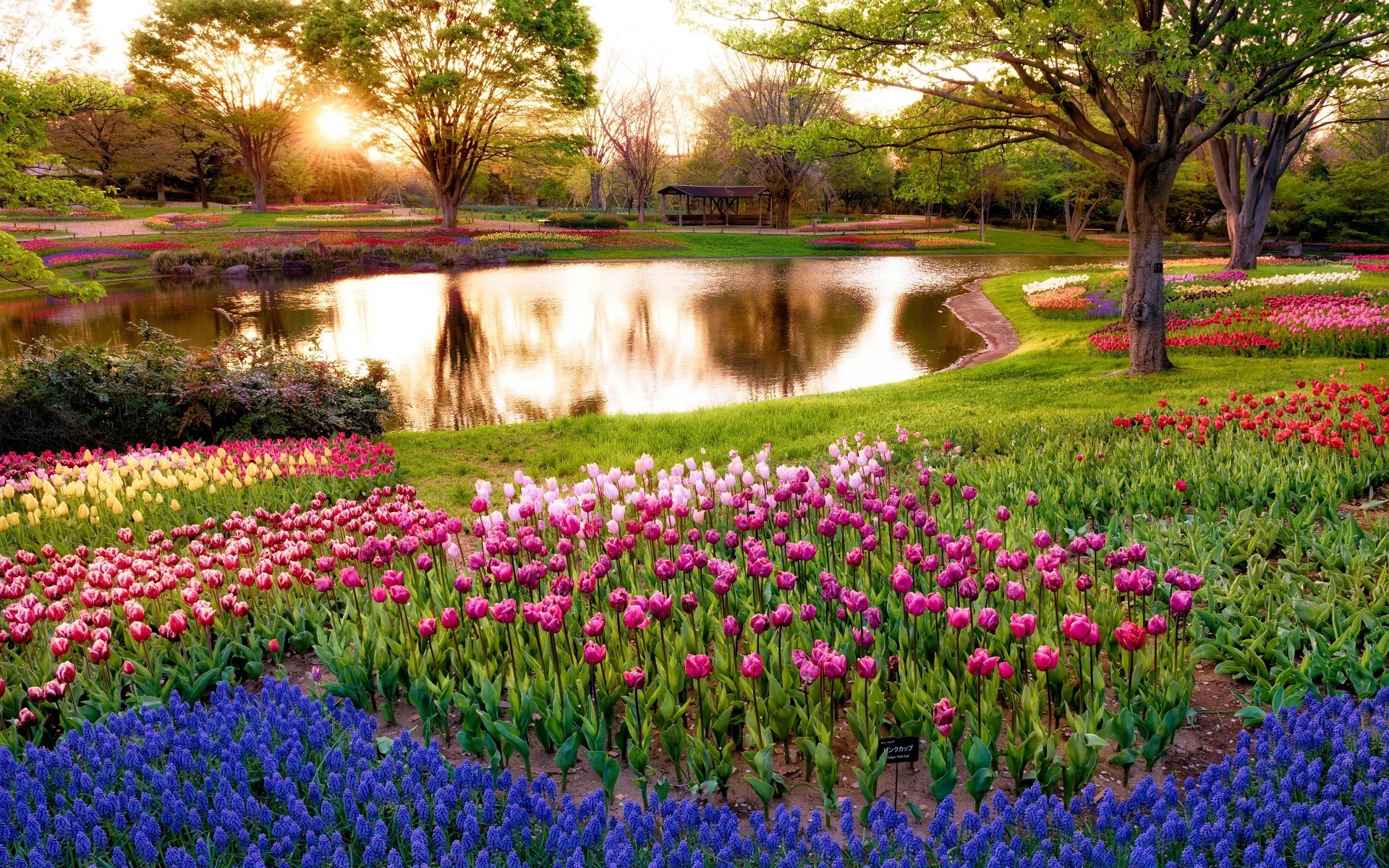 spring flower garden flora tulip blooming nature floral landscape park springtime field season color grass petal hyacinth summer outdoors leaf