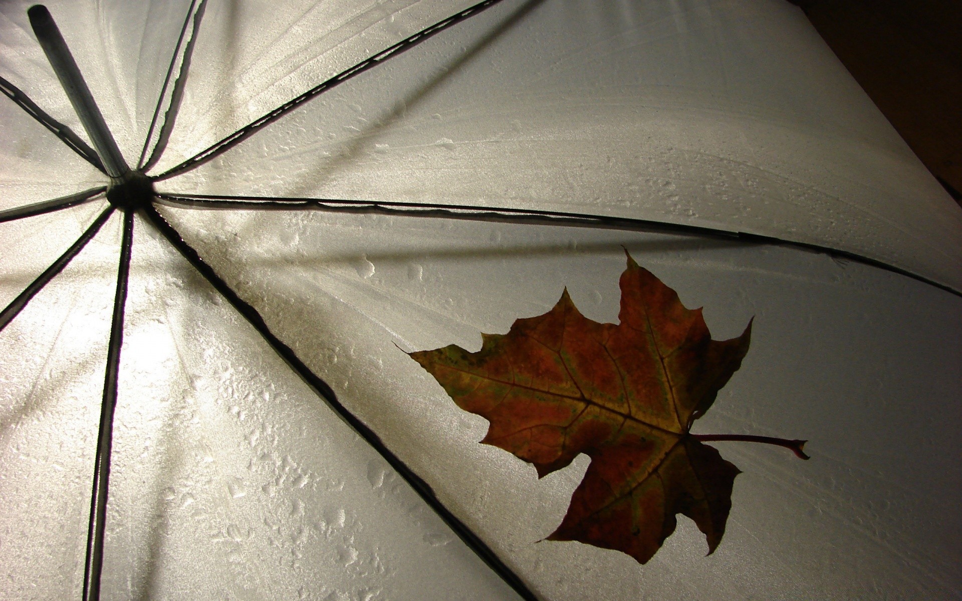 otoño otoño paraguas hoja lluvia madera escritorio naturaleza reflexión madera naturaleza muerta luz