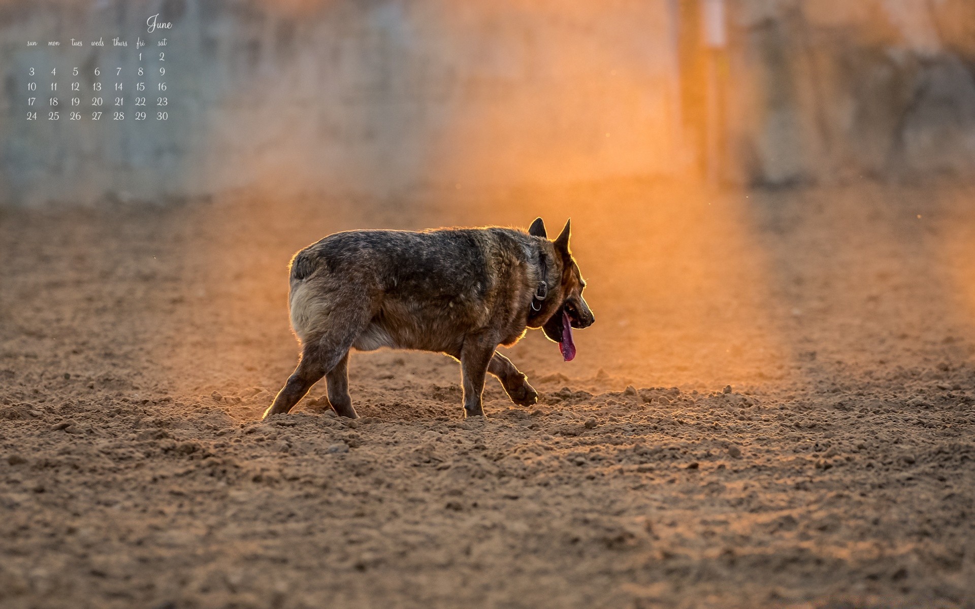 ano novo perigo mamífero ao ar livre animal areia natureza sozinho vida selvagem