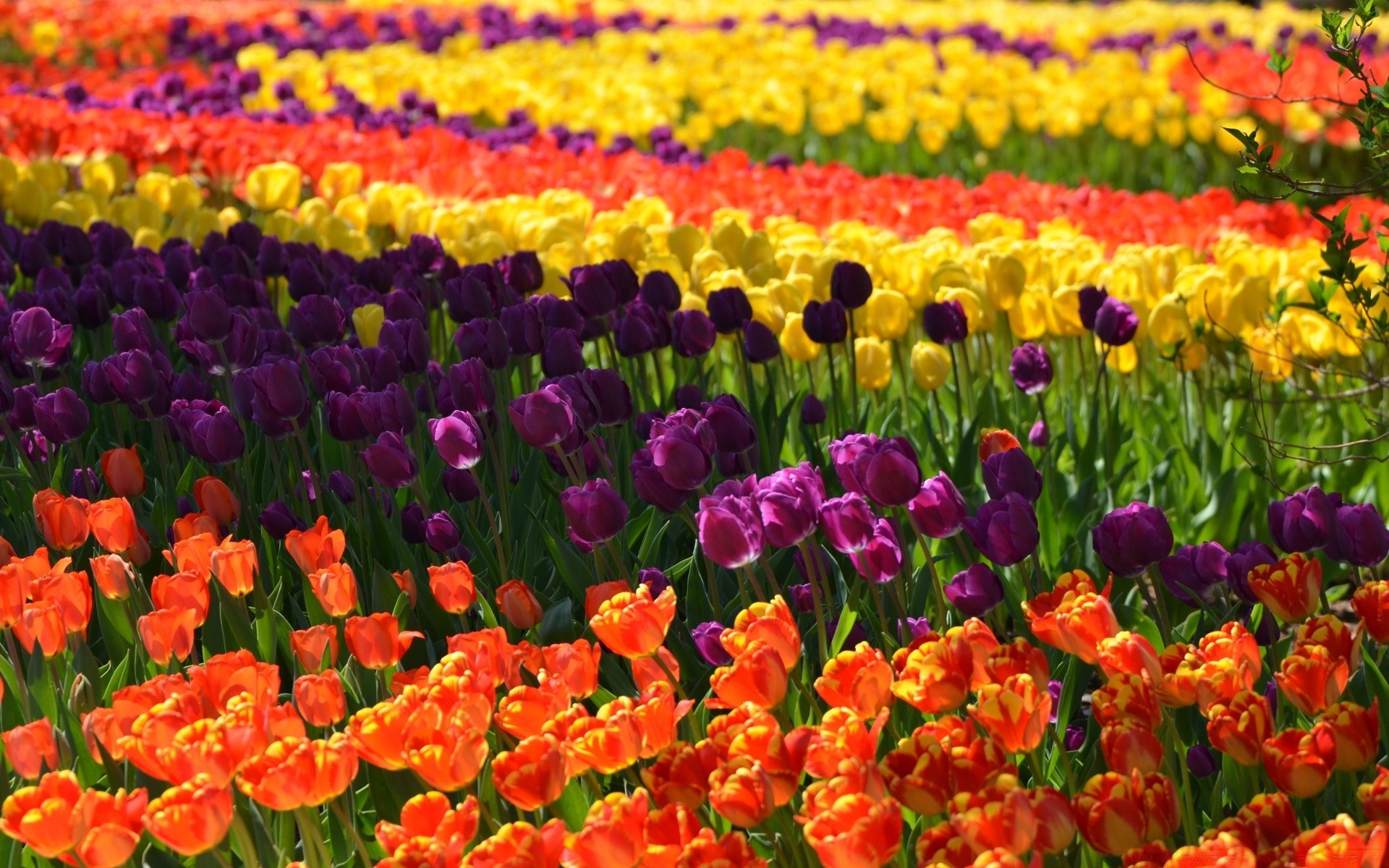 frühling tulpe blume flora garten floral natur feld hell blütenblatt blatt wachstum farbe jahreszeit sommer hell blühen bett gutes wetter ländliche