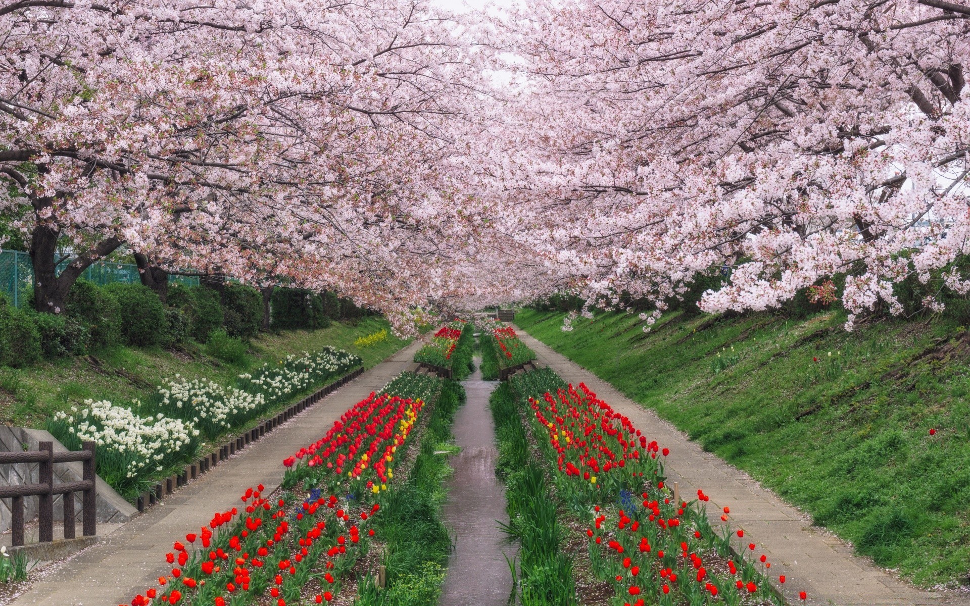 primavera flor árvore cereja jardim flora primavera parque paisagem crescimento natureza temporada ao ar livre blooming viagem guia pétala