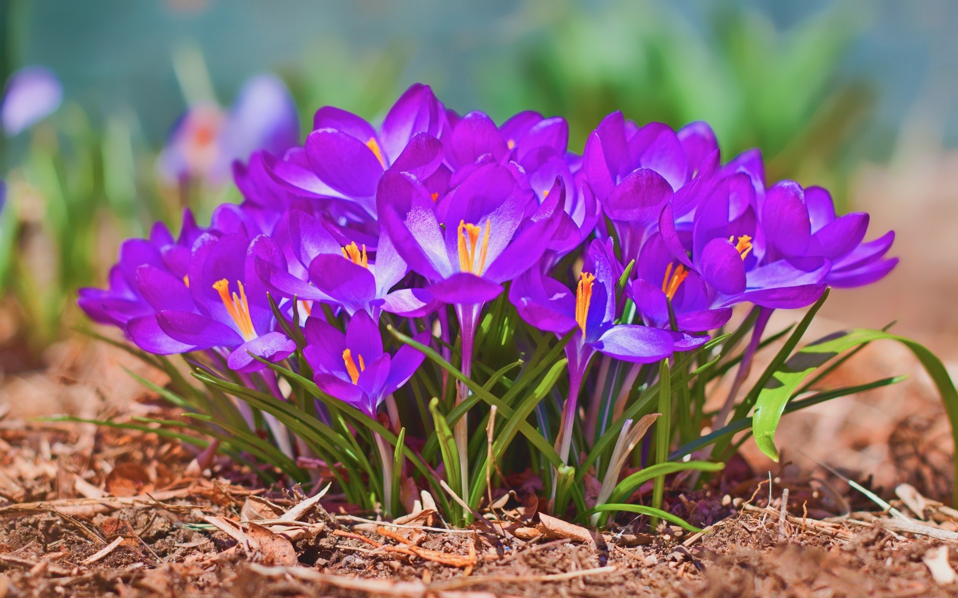 frühling natur blume garten flora blumen blütenblatt blühen farbe blatt sommer jahreszeit gras hell ostern park wachstum im freien schließen feld