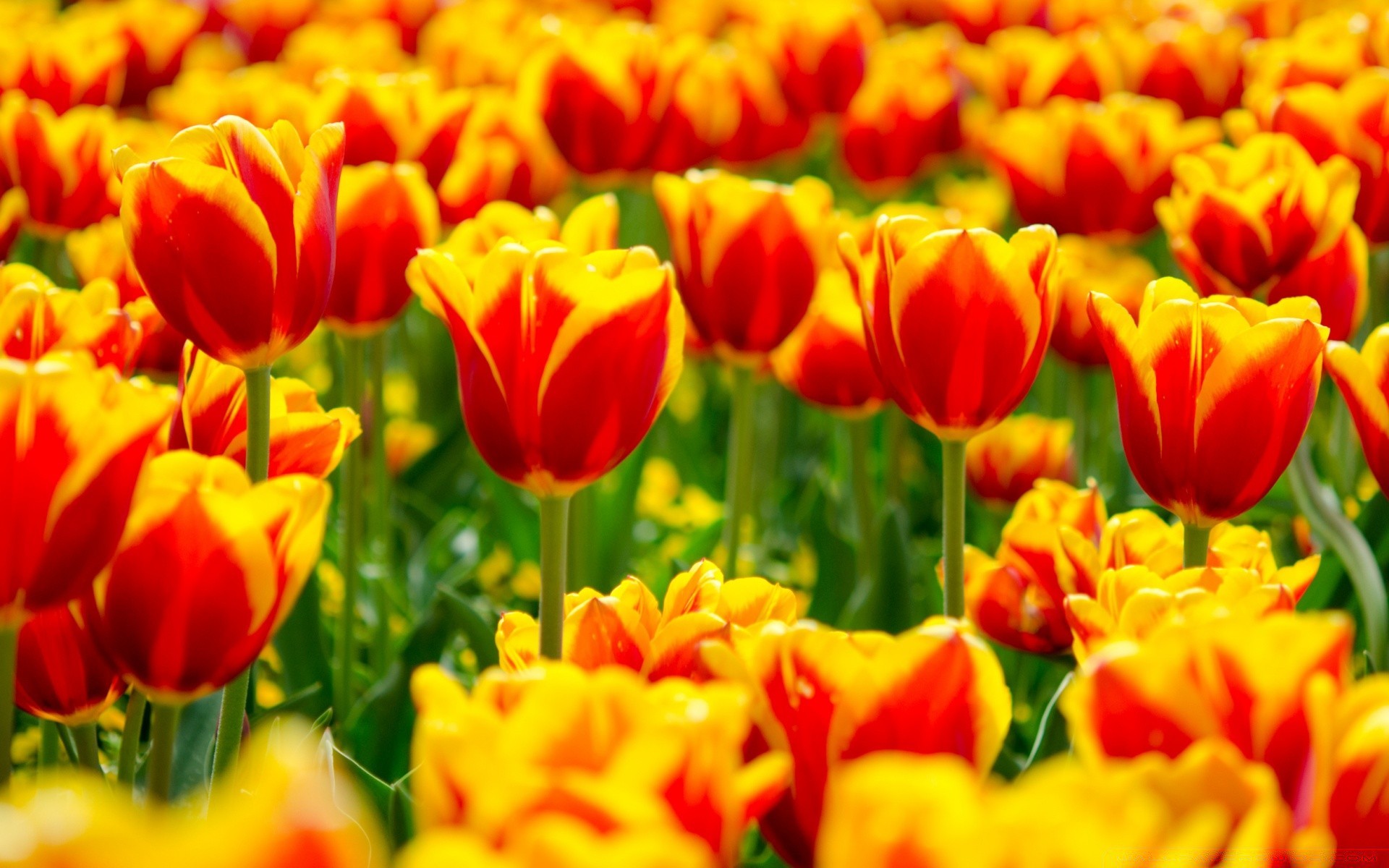 bahar lale doğa bahçe çiçek parlak flora yaz yaprak çiçek renk sezon paskalya tarla petal parlak güzel hava buket büyüme lambalar