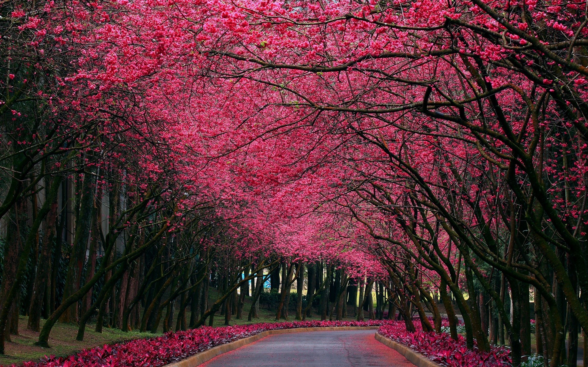 spring tree leaf park landscape branch nature flower season outdoors fall garden cherry bright road wood flora dawn color maple