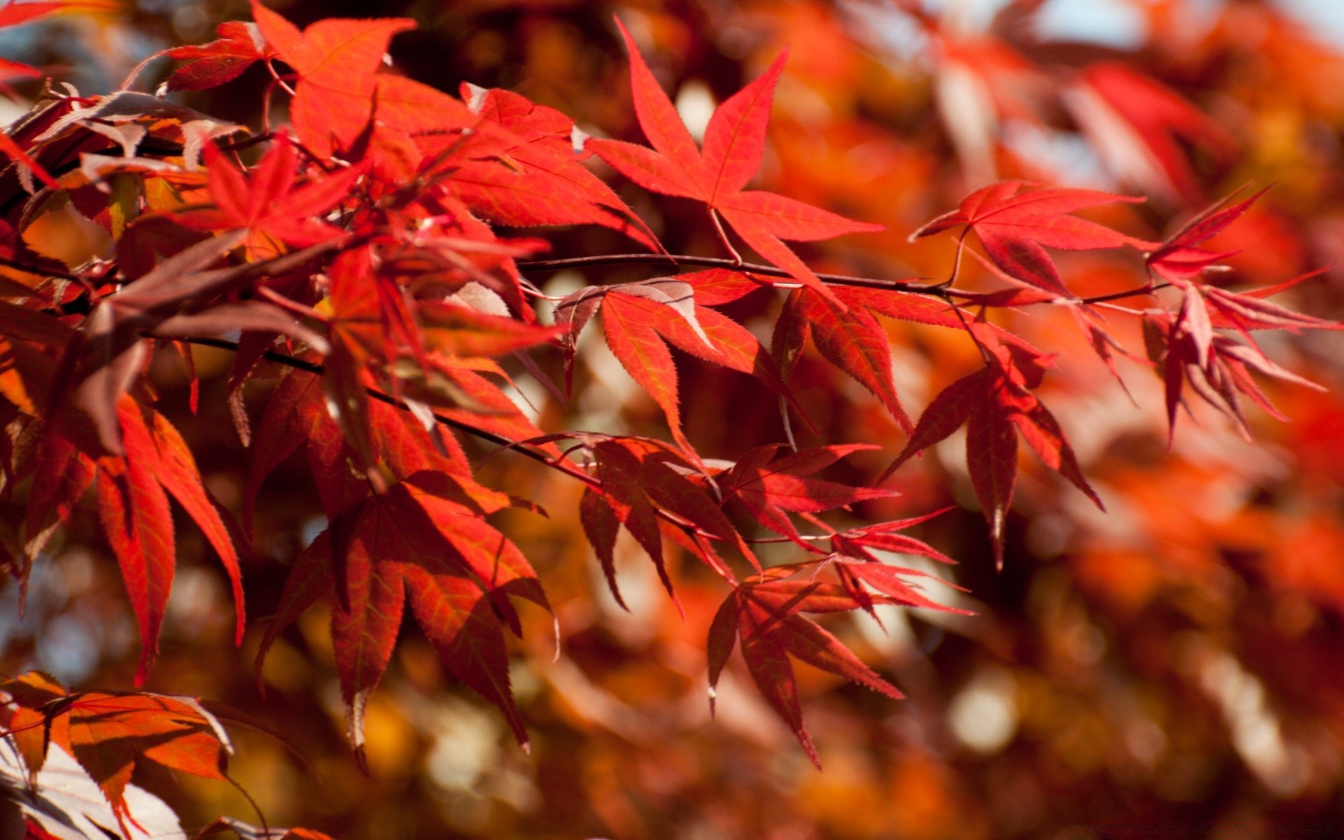 autunno foglia autunno stagione natura flora albero di acero di colore brillante parco esterno ramo di legno giardino