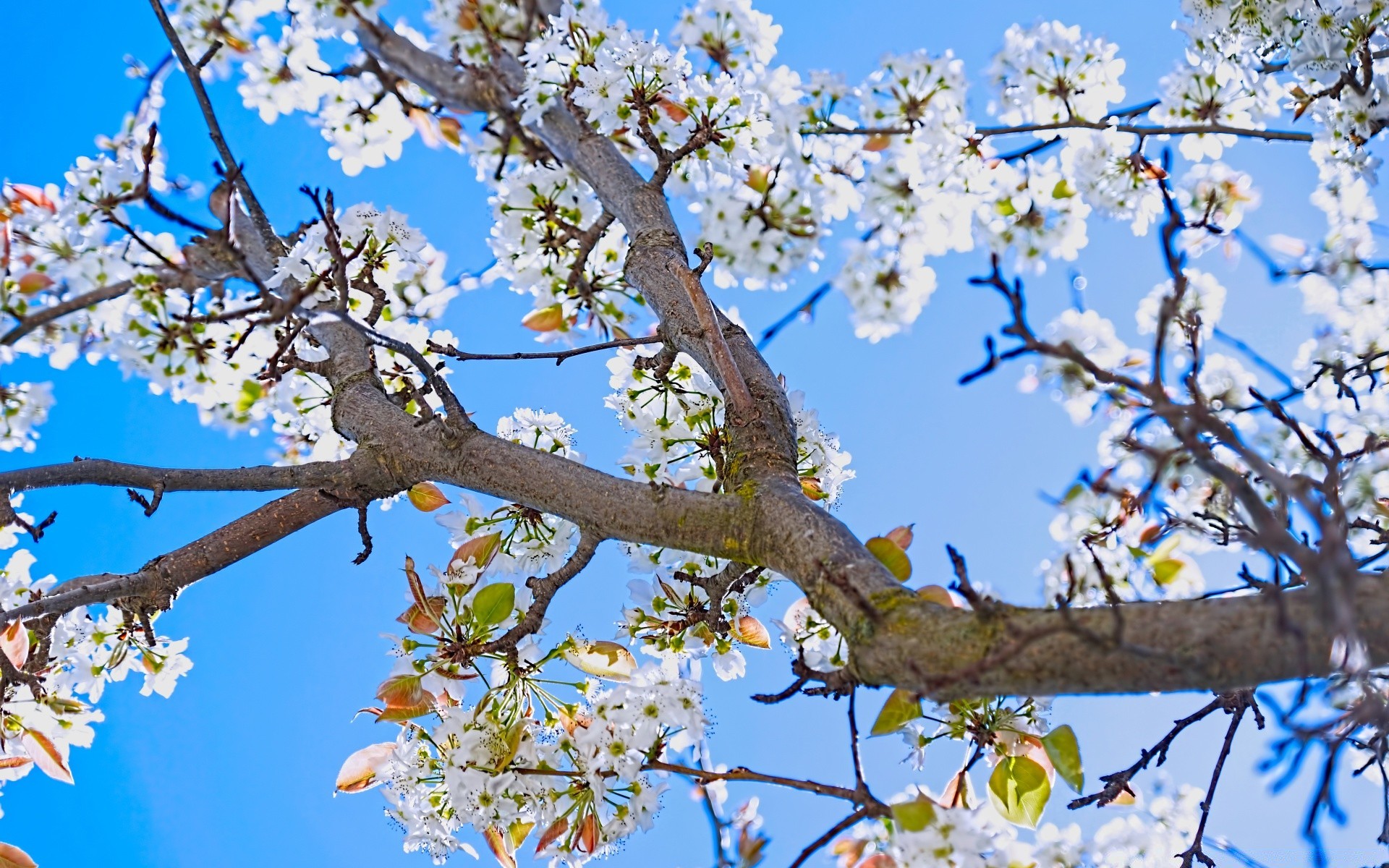 spring tree cherry branch flower apple season nature flora plum garden springtime growth petal outdoors blooming park bud leaf floral fair weather