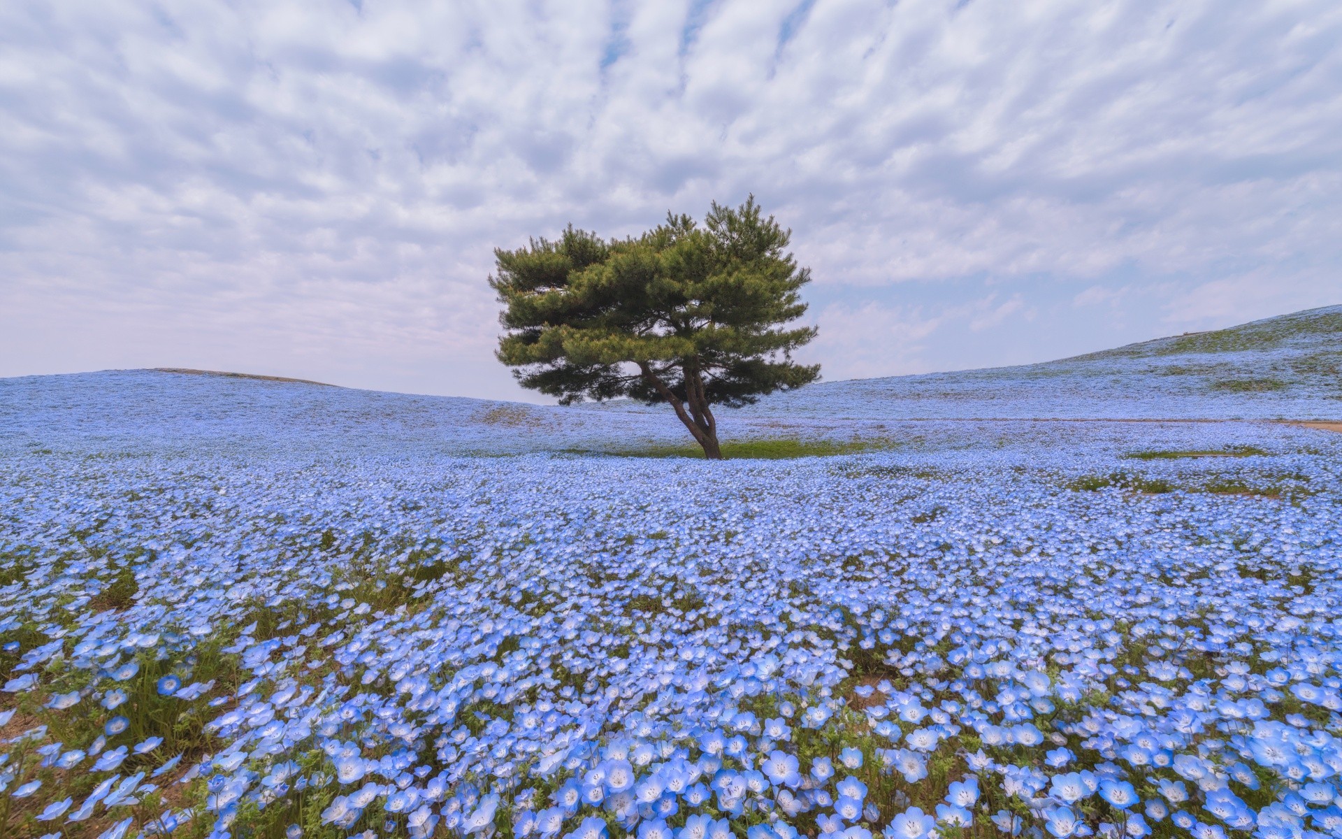 spring landscape nature water sky outdoors tree scenic seashore travel desktop