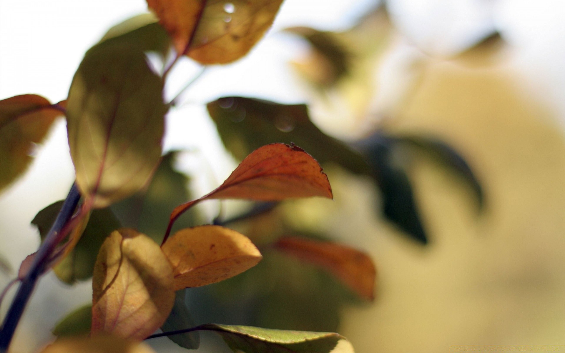 herbst blatt herbst unschärfe natur baum flora blume im freien farbe licht