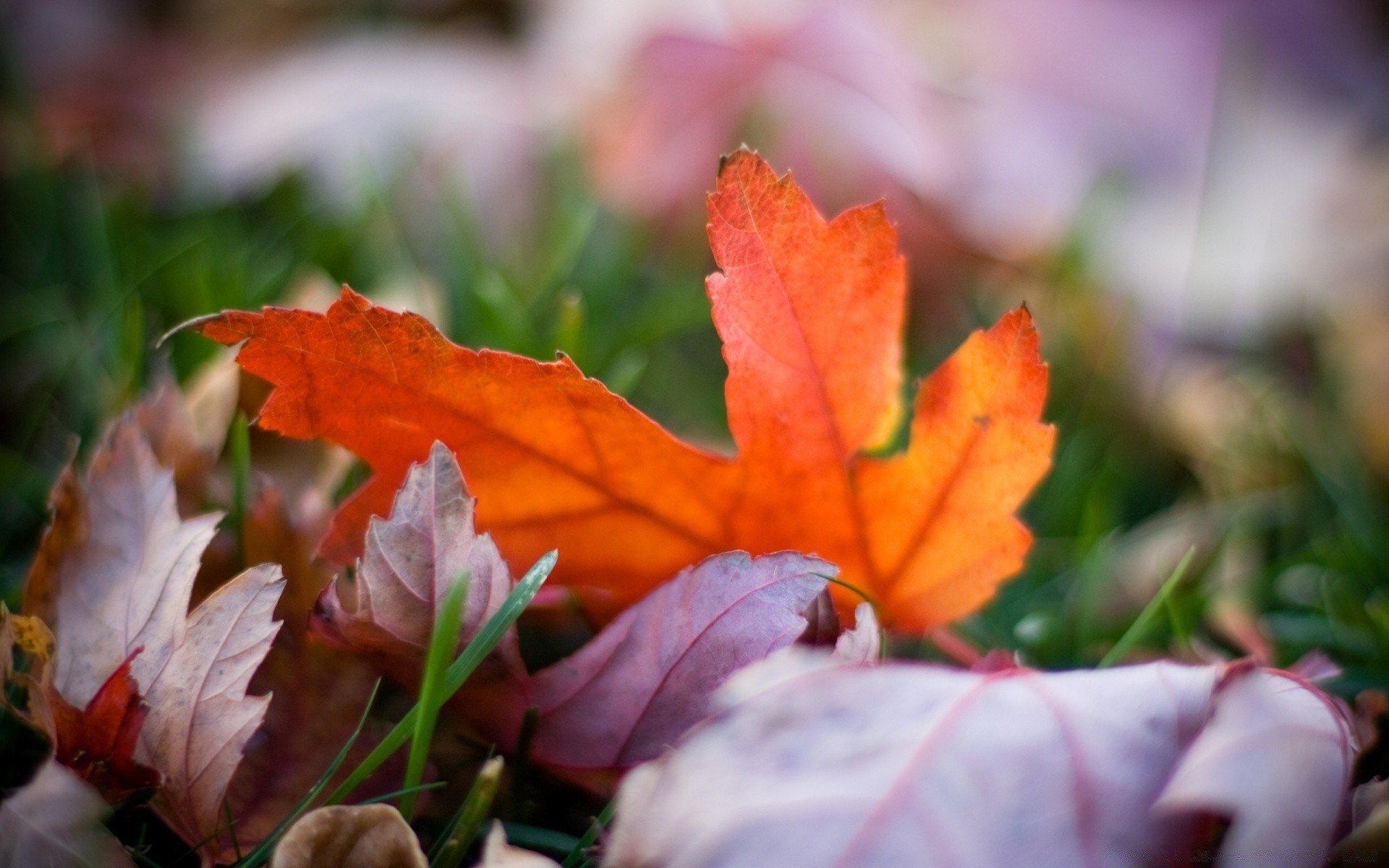 autumn leaf fall nature flora outdoors season bright garden color tree flower park growth fair weather beautiful close-up environment grass