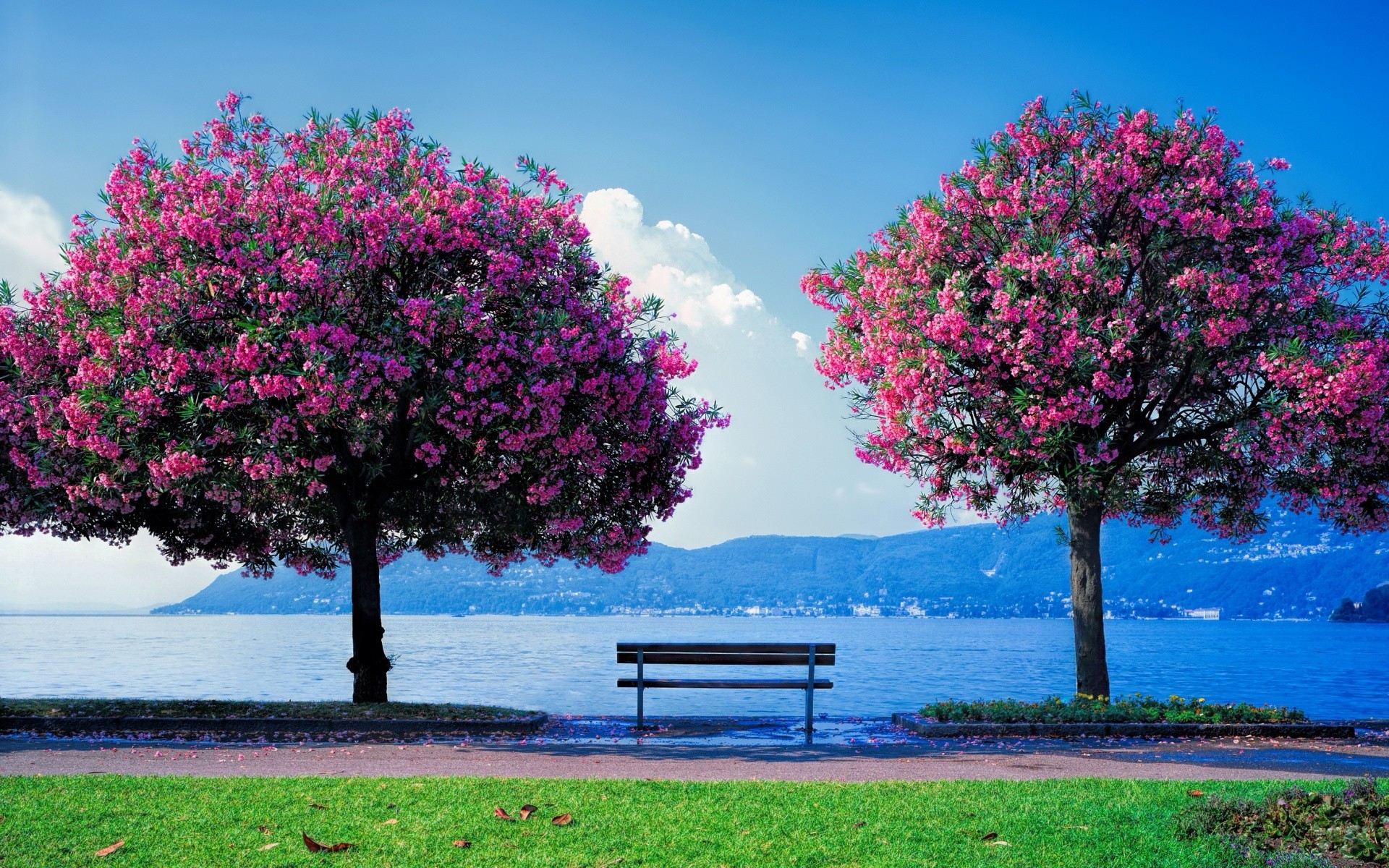 spring tree nature season landscape branch outdoors park leaf bright summer flora flower sky color sun alone wood garden