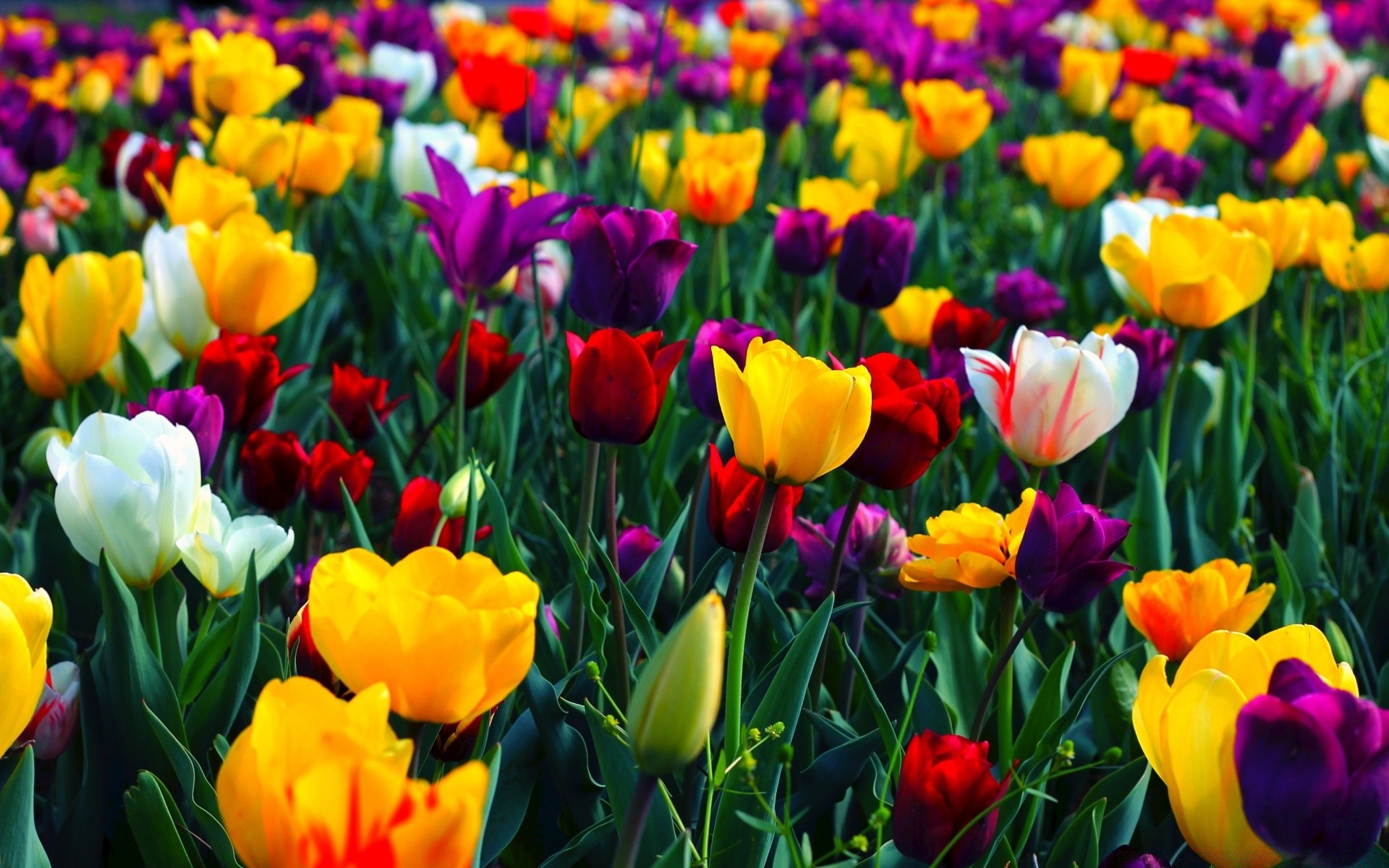 spring tulip flower garden nature flora floral field easter leaf color season summer bright petal vibrant blooming fair weather park bed