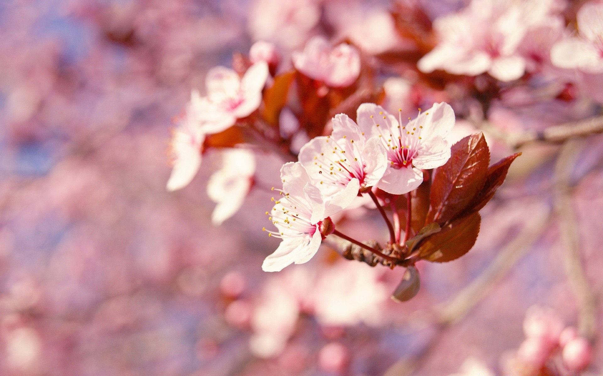 spring cherry flower nature branch flora tree season leaf garden bright outdoors petal growth blooming color park close-up floral