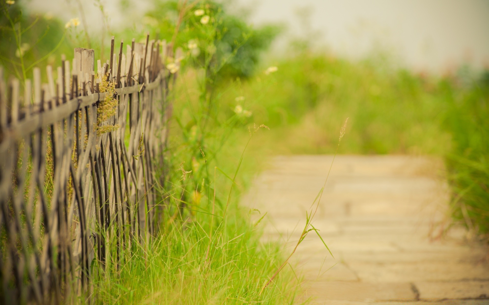 wiosna trawa natura lato drewno flora pole na zewnątrz ogród pulpit wzrost wiejski kolor liść krajobraz