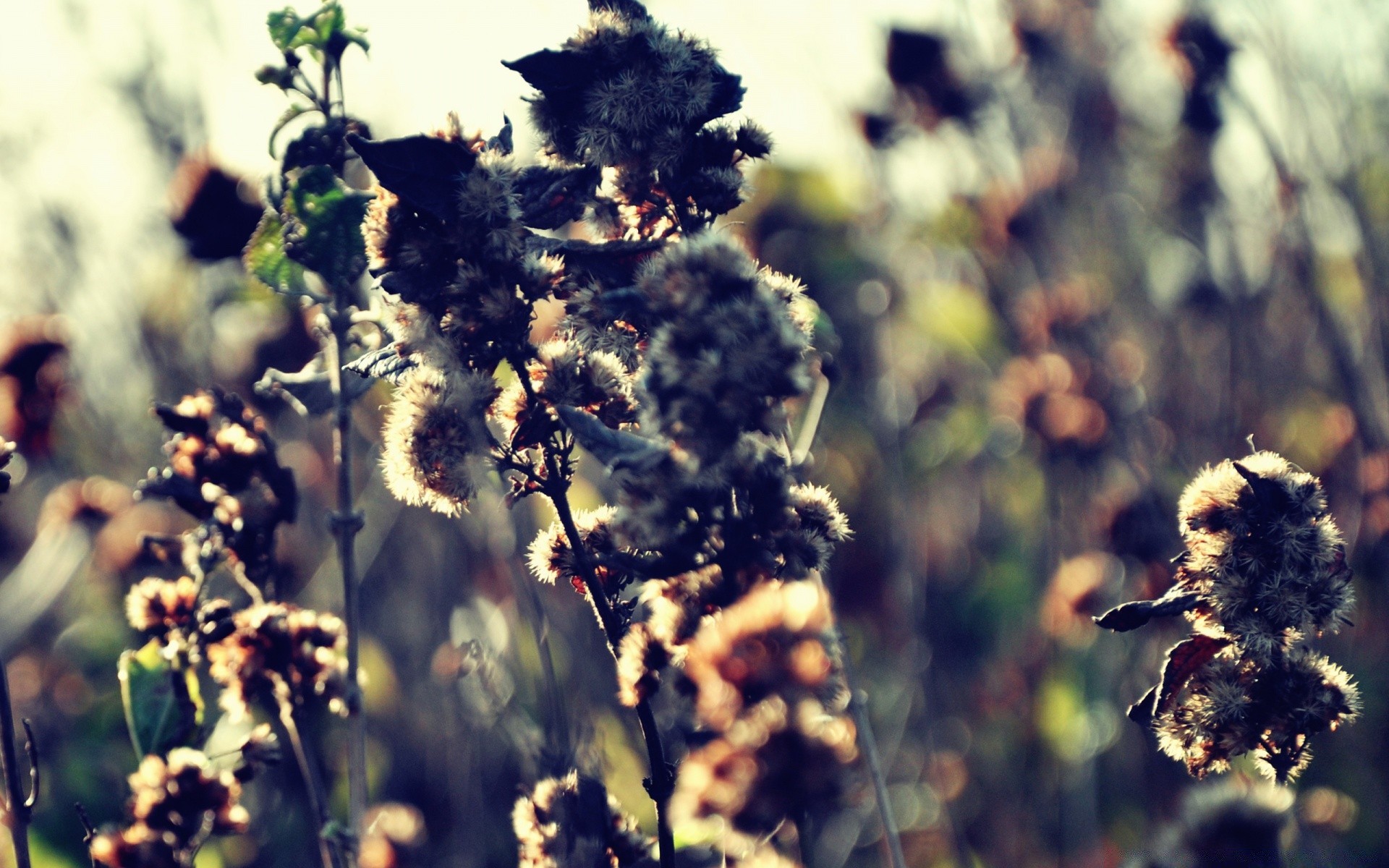 herbst blume natur flora im freien sommer feld blatt gutes wetter wachstum baum sonne saison des ländlichen sonnig gras landwirtschaft schließen filiale blühen