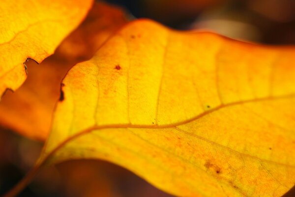 Foglia d autunno arancione curvo