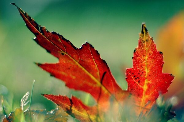 Herbst Natur und Ahornblatt