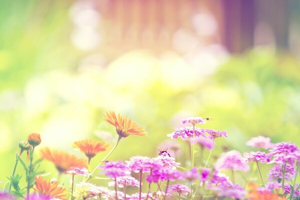 Bright flowers in the meadow