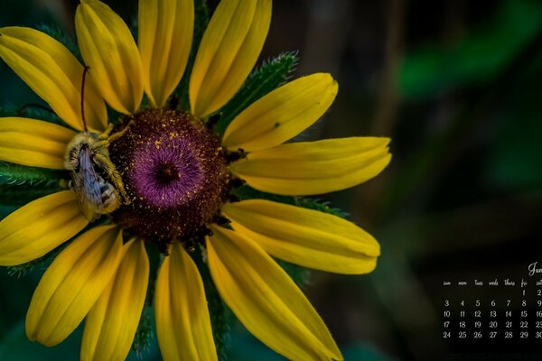 Sonnenblumenbiene sammelt Pollen