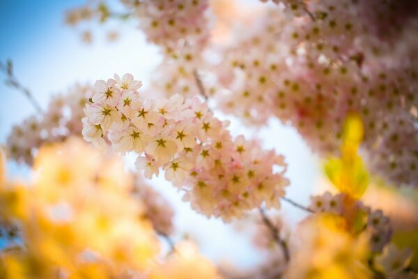 Arbre en fleurs dans le jardin