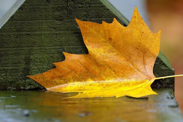 Feuille d érable sous la pluie