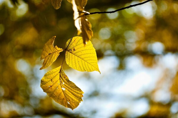 Herbstlaub auf dem Hintergrund des Waldes