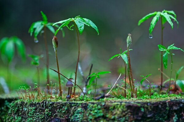 Hierba brillante después de la lluvia