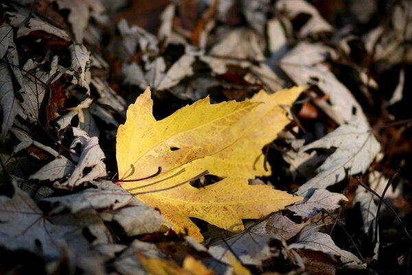 Feuille d érable jaune sur les vieilles feuilles